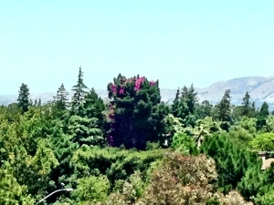 View from the hospital room - notice the tree with the blooms growing out of the top of it!