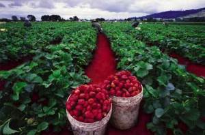 rapid-red-strawberry-fields