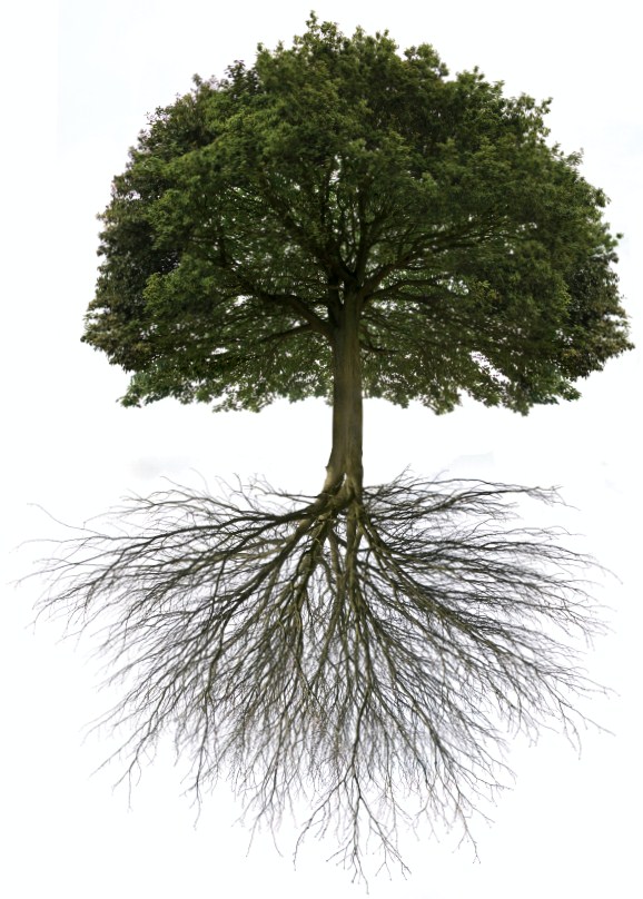 iStock_000011086624Small-Oak-Tree-with-root-system3